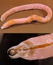 塔斯曼海黏盲鰻 塔斯曼海黏盲鰻