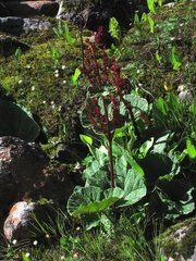 心葉組[蓼科大黃屬植物]