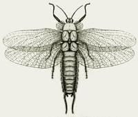 古網翅目 古網翅目