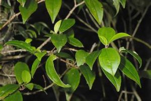 厚殼桂屬 厚殼桂屬