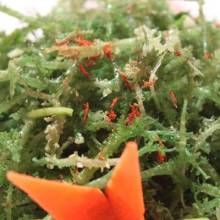 鹿角菜科 鹿角菜科