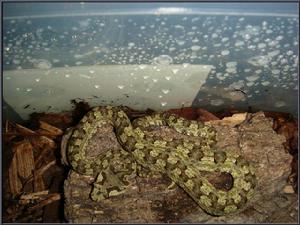 （圖）原柔頭蝮