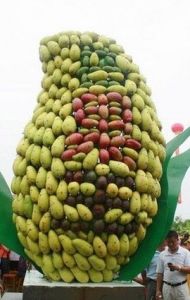 芒果之鄉 芒果之鄉