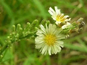 少花黃鶴菜 少花黃鶴菜