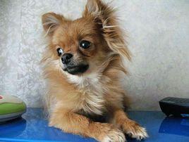 小型德國狐狸犬 小型德國狐狸犬