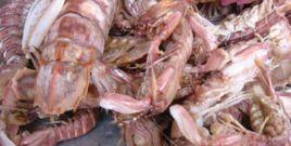 花公駝子 花公駝子