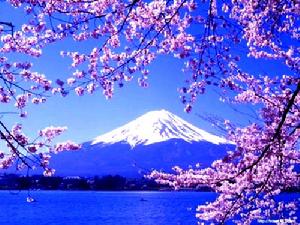 （圖）日本櫻花