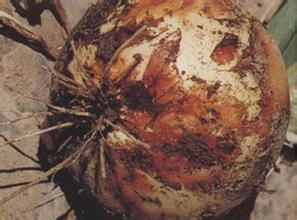 洋蔥地種蠅 洋蔥地種蠅