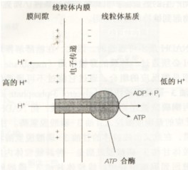 （圖）氧化磷酸化體