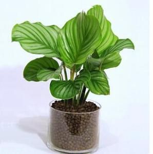 青蘋果竹芋 青蘋果竹芋