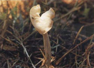 多窪馬鞍菌 多窪馬鞍菌