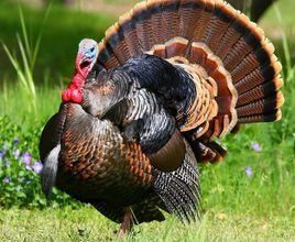 尼古拉火雞 尼古拉火雞