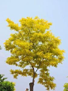 黃金刺槐 黃金刺槐