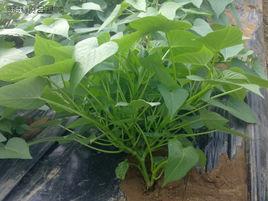 福菜薯18號 福菜薯18號