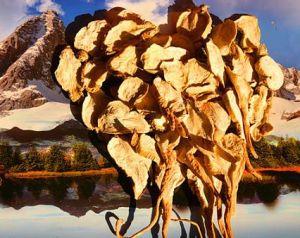 秘魯瑪咖 秘魯瑪咖