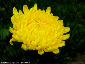 短日植物 短日植物