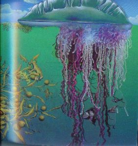 《動物大搜尋》插圖