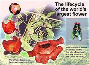 萊佛士花 萊佛士花