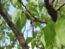 杏樹皮[杏樹皮]