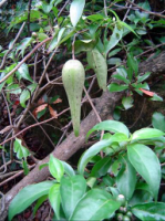 華寧藤（原變種）