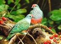 赤髭果鳩 赤髭果鳩