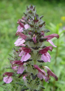 綠盔密穗馬先蒿