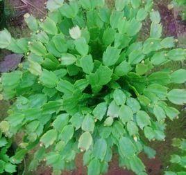 蟹爪蘭植株 蟹爪蘭植株