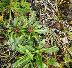 怒江川木香 怒江川木香