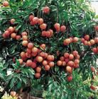 《謝東園主人惠荔枝陳紫栽》 《謝東園主人惠荔枝陳紫栽》