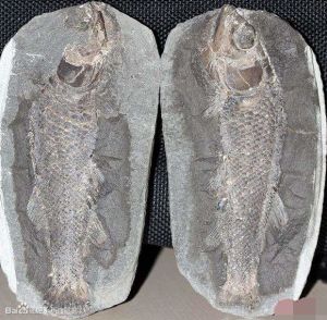 副半椎魚 副半椎魚