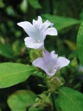 假杜鵑(原變種) 假杜鵑(原變種)