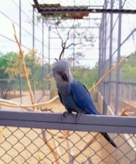 斯皮克斯金剛鸚鵡