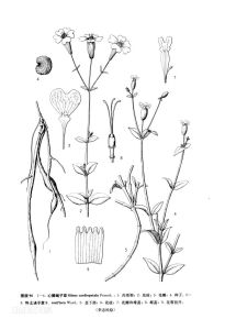 心瓣蠅子草 心瓣蠅子草