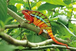 七彩變色龍 七彩變色龍