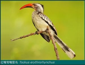 紅嘴彎嘴犀鳥 Tockus erythrorhynchus