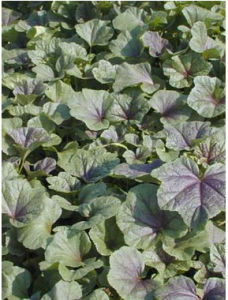 大葉香薺菜 大葉香薺菜