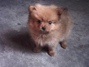 Pomeranian dog