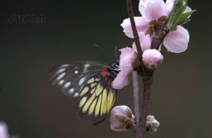 花江盾翅藤 花江盾翅藤