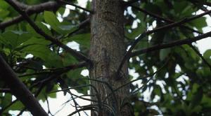 白唇槽舌蘭 白唇槽舌蘭