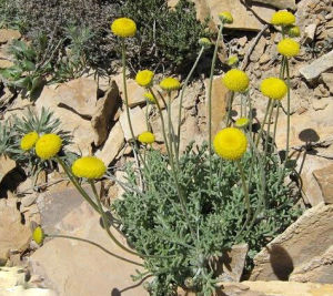 小甘菊屬 小甘菊屬