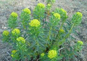 黃苞大戟 黃苞大戟