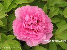 富貴滿堂牡丹 富貴滿堂牡丹