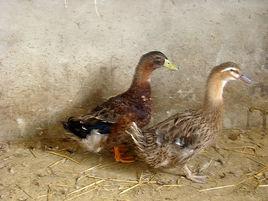 靖西大麻鴨 靖西大麻鴨