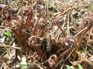 黑龍江蹄蓋蕨 黑龍江蹄蓋蕨