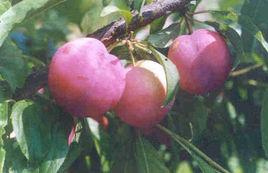 大石早生李 大石早生李