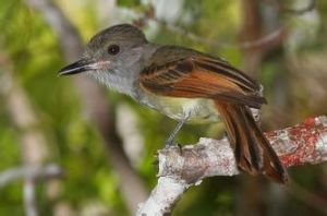 灰喉蠅霸鶲 灰喉蠅霸鶲