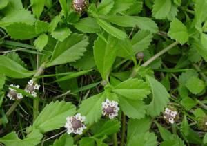 莖花來江藤 莖花來江藤