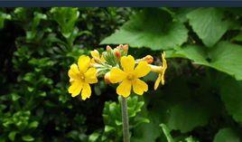 鐘花報春 鐘花報春