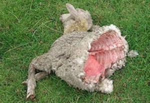 傷口呈現為規整的圓形