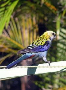 白玫瑰鸚鵡 白玫瑰鸚鵡